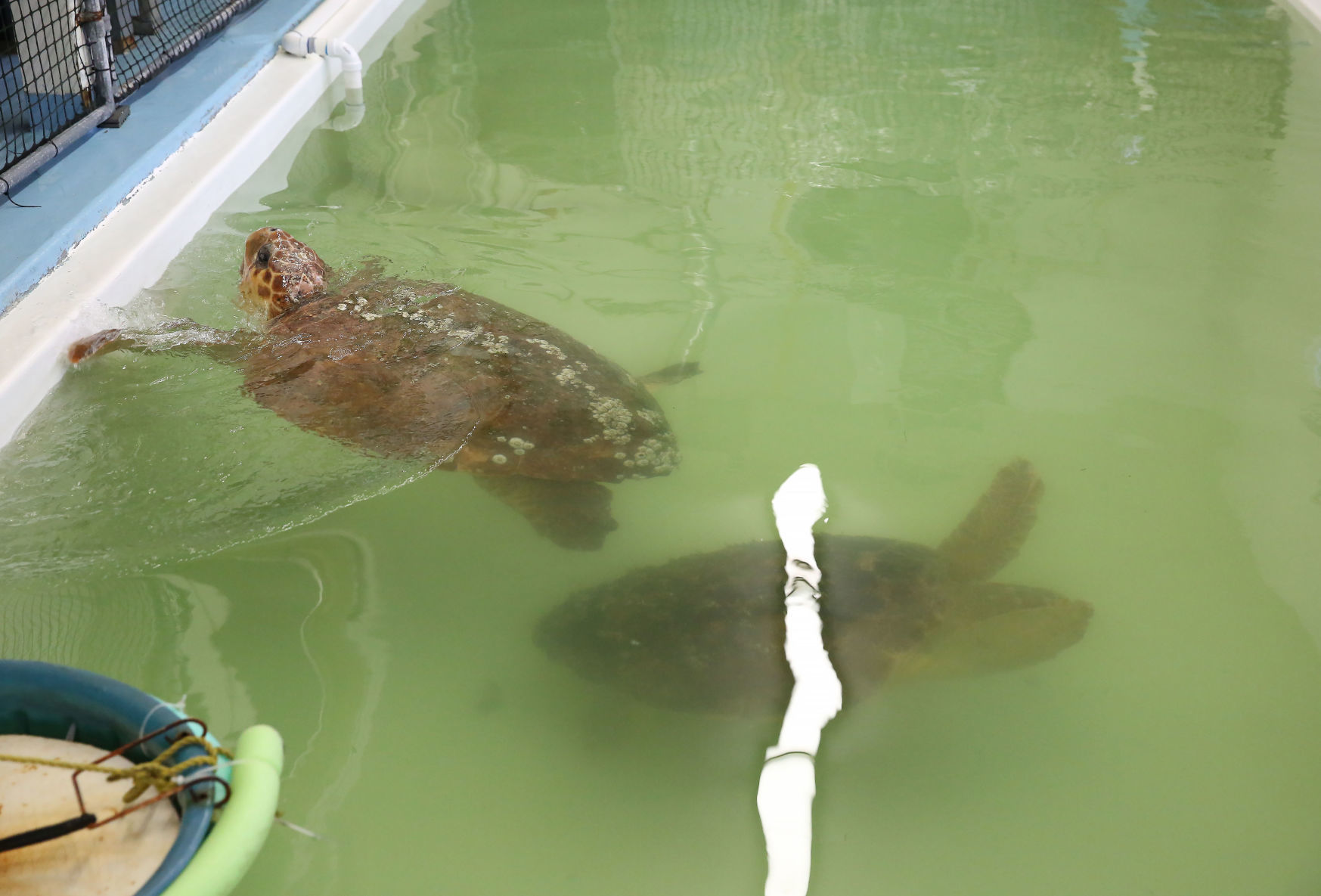 Loggerheads